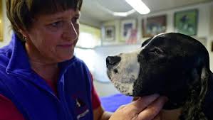 This beautiful English Springer Spaniel is showing at Westminster