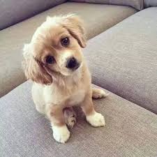 Ya Ben Kopek Istiyorum Annem Evi Batiracak Diye Almiyooor Schattige Dieren Schattigste Dieren Schattigste Honden