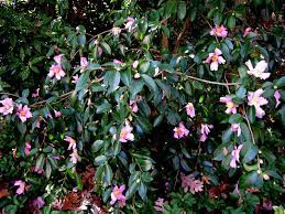 Department of agriculture, agricultural research camellia 'polar ice' (na 61950; Camellia Winter S Star Carolyn S Shade Gardens