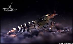 Black Tibee Shrimp Tank Freshwater Fish Rare Fish