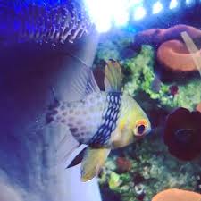 Salt Water Fish Tank Panosundaki Pin