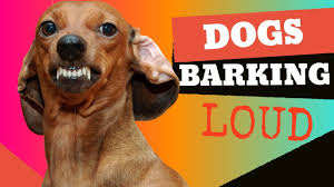 Technically, elephants make very low sounds to one another. Sounds That Will Make Your Dog Tilt Their Head Doorbell I Promise Youtube