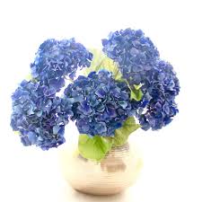 These flowering heads of a garden shrub have been cultured in many different. Luxury Artificial Deep Blue Hydrangea