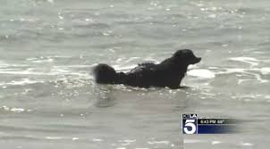 He is a gentle soul! Bernese Mountain Dog Rescues Two Swimmers Caught In Riptide Video Good News Network