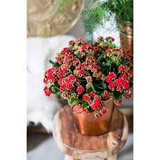 Image result for Kalanchoe hametiorum