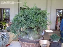 Image result for Adenia glauca