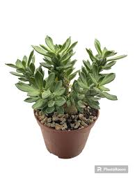 Image result for Ceropegia lugardiae