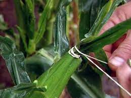 Corn flea beetles are small but dangerous. Tips For Protecting Corn From Disease Pests And Animals Diy