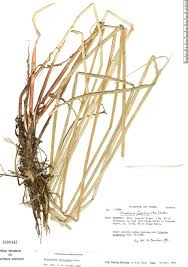 Image result for Eleocharis acutangula