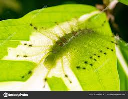 Caterpillar Common Gaudy Baron Butterfly Euthalia Lubentina