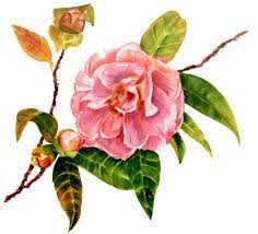 Eps Datei Camellia Aquarell Hand Gezeichnete Vektor Gratisdownload Name Kamelie Aquarell Hand Gezeichnet How To Draw Hands Vector Background Hand Drawn Vector