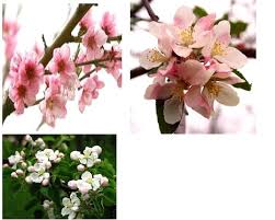 This is a digital design. What Is The State Flowers Of Arkansas Whatsanswer