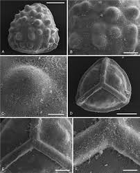 Image result for Isoetes welwitschii