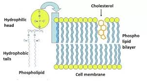 We did not find results for: Biochemistry What Are The Most Common Lipids On Cell Membranes Quora