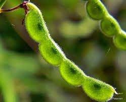 Image result for Desmodium incanum