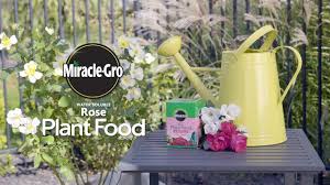 Miracle gro plant food is not suited to growing marijuana! How To Use Miracle Gro Water Soluble Rose Food Youtube