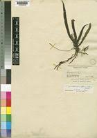 Image result for Angraecopsis parviflora