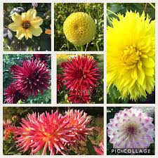 Britzer Garten Dahlienfeuer 2018 Garten Dahlien