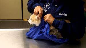 Cat Bag Restraint Youtube