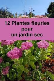 12 vivaces sans arrosage jardin facile plante jardin jardins