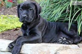 Daniel Cane Corso Cane Corso Cane Corso Mastiff Mastiff Puppies For Sale