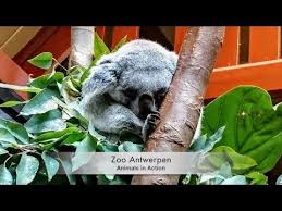 Today Is A Beautiful Sunday With Lots Of Sunshine Let The Cute Animals At Antwerp Zoo Entertain You Along With The Upb Antwerp Cute Animals Places Of Interest