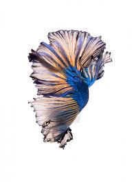 See more ideas about betta, fish, betta fish. Halfmoon Fancy Betta Fish Nohat Free For Designer