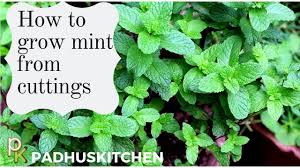 Apple mint and peppermint are both members of the mint family and you can use either of them to give the distinctive mint flavor to food; Sweet Mint Vs Peppermint Smallyardbigdreams Com
