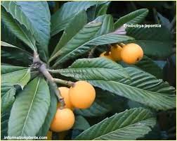 انواع البشملة او المشملة او المشمش الهندي Eriobotrya فوائد النبات فوائد معلومان عامه معلوماتية Apricot Fruit Food