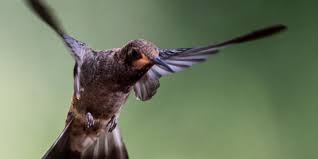 If a hummingbird comes up to a person and tries to get their attention, it may be due to the person. Historical Or Dogmatism Decision Glue Hunting Is Now Illegal Teller Report