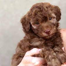Check spelling or type a new query. Teacup Labradoodles Precious Doodle Dogs Teacup Goldendoodles Labradoodle Puppies Teacup Doodle Dogs Teacup Cavapoo Puppies Cavapoo Puppies Micro Goldendoodle Puppies Mini Bernedoodle Puppies Golden Doodle Puppies For Sale Near Me