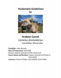The humps are used to store fat that converts classification related to the arabian camel, camelus dromedarius. Husbandry Guidelines Arabian Camel Camelus Nswfmpa Org