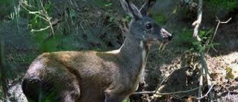 Image result for à¤›à¤²à¤¾à¤‚à¤— à¤²à¤—à¤¾à¤¨à¥‡ à¤µà¤¾à¤²à¥‡ à¤œà¥€à¤µ