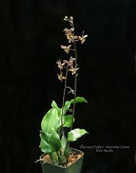 Image result for Oeceoclades saundersiana