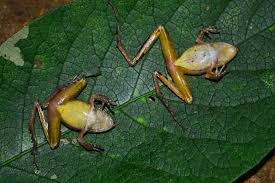 The Living Dead Animals That Pretend To Go Belly Up Animals Funny Frogs Toad Animal