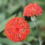 Image result for Kleinia abyssinica