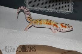 It could be shedding, sleeping, digesting, or just unfamiliar with new surroundings so it hides. Lizard Beans What Is A Leopard Geckos Normal Behavior