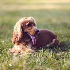 We researched the best options so you can find the right one. How To Treat Fleas In The Yard Petcarerx