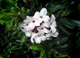 Diantaranya ada gambar bunga mawar, bunga matahari, bunga sakura, bunga tulip, bunga melati, bunga teratai, bunga sepatu, bunga hitam putih, dan bunga identik dengan sesuatu yang indah, cantik, wangi dan sebagianya. Terlihat Indah Dan Cantik Siapa Sangka 4 Bunga Ini Berbahaya Karena Sangat Beracun Semua Halaman Kids