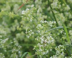 Image result for Galium