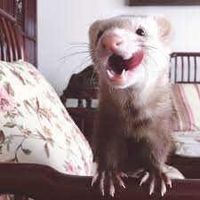 42 Ferretz Ideas Cute Ferrets Pet Ferret Ferret
