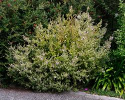 Fruticosa and a mauve flowered form of w. Westringia Wynyabbie Gem Gardensonline