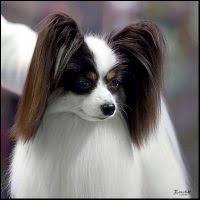 Check out our papillon puppies selection for the very best in unique or custom, handmade pieces from our pet neckwear shops. Papillon Puppies For Sale In Florida Papillon Breeders And Information