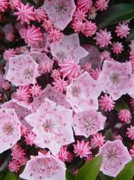Tinkerbell Laurel Flower Laurel Plant Pink Flowers