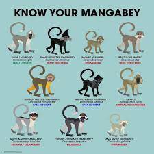 Know Your Mangabey By Pepomintnarwhal Fun Facts About Animals Endangered Animals Animals Wild