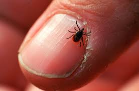 We would like to show you a description here but the site won't allow us. Ticks Suck Here S A Guide To Identifying Them And Avoiding Bites Krwg