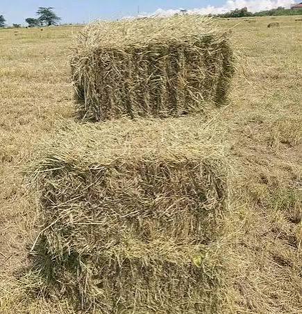 Boma Rhodes Hay