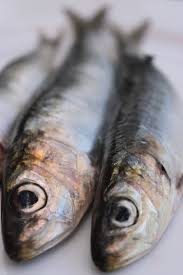Pin By Ma7moud Mady On Fish Fish Fish Art Mackerel Fish