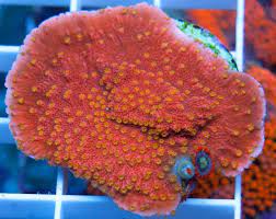 Tyree Setting Sun Yellow Poly Montipora Cap Sps Coral Coral Reef Aquarium