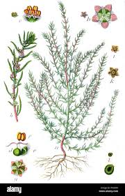 Image result for Kanahia laniflora